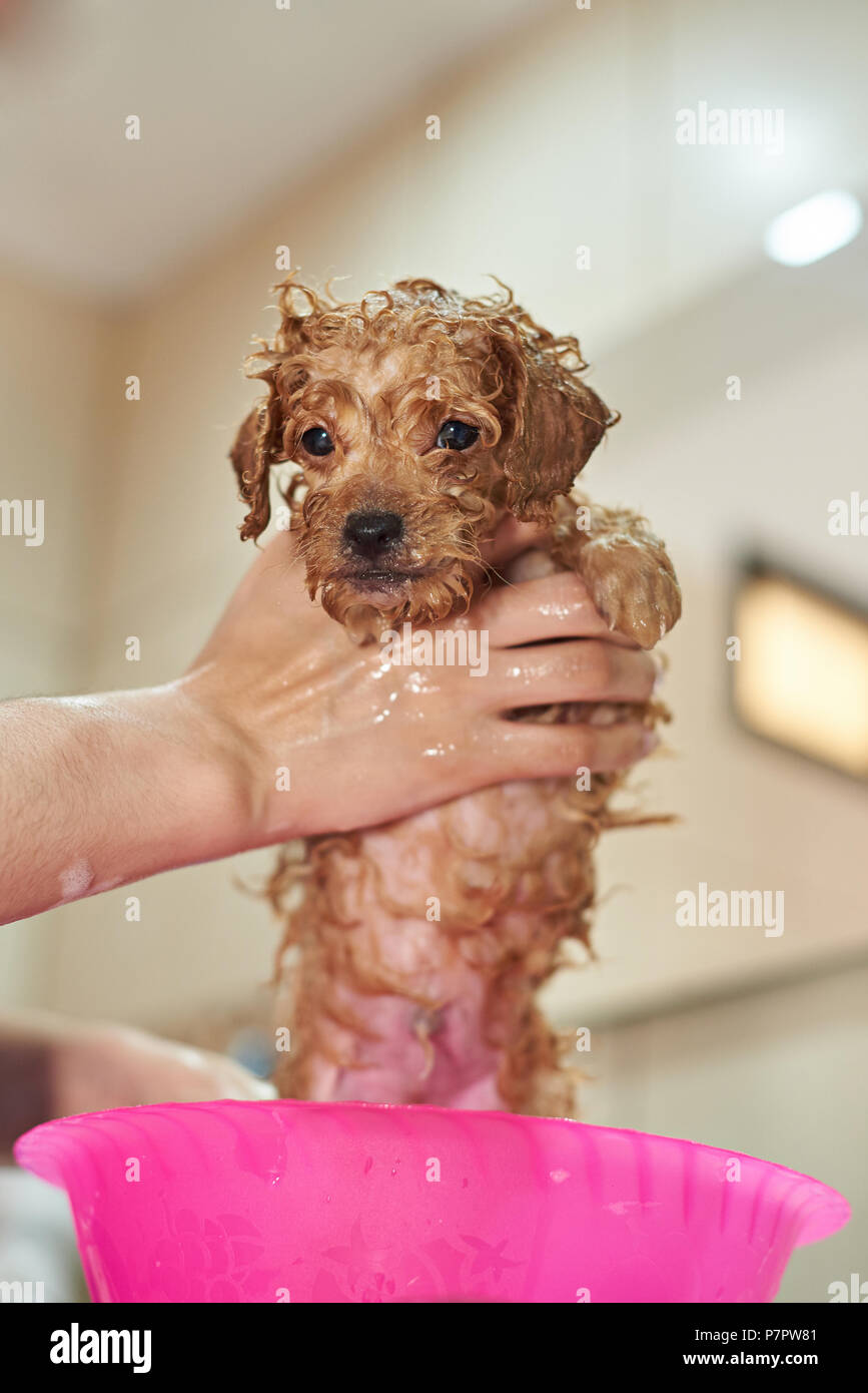 Cleaning poodle puppy. Washing in shower brown cute puppy Stock Photo Alamy