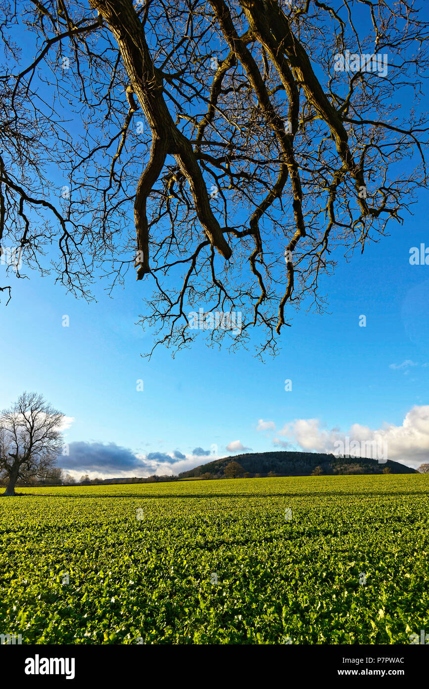 Countryside scenes at Burghill, a village in Herefordshire, England