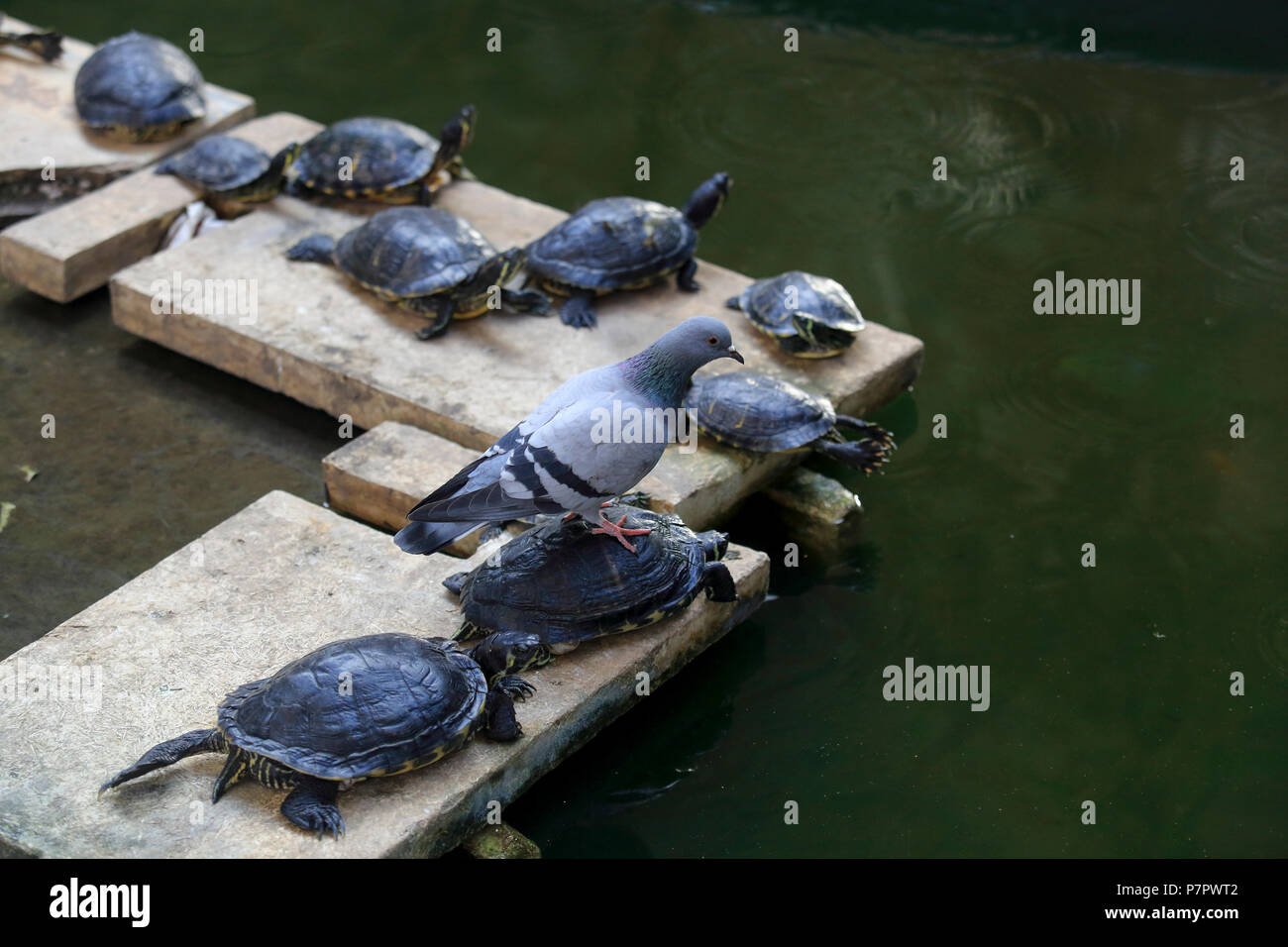 Turtles in the garden pond inside Atocha Railway Station in Madrid, Spain Stock Photo
