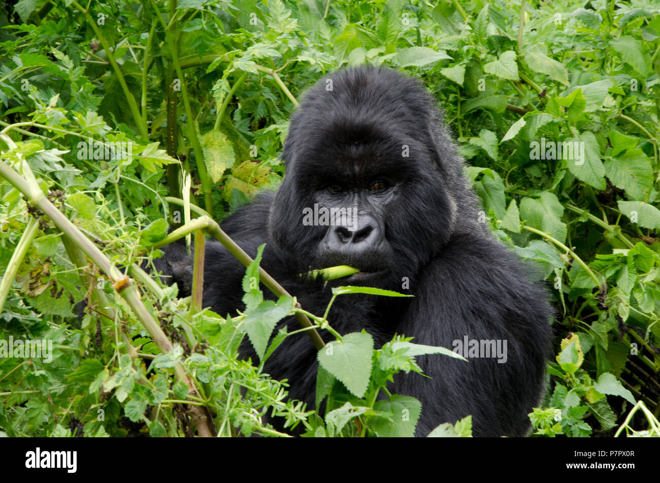 Close up of silverback gorilla eating in the mountains of Volcanoes National Park, Kinigi, Ruhengeri, Rwanda, East Africa Stock Photo