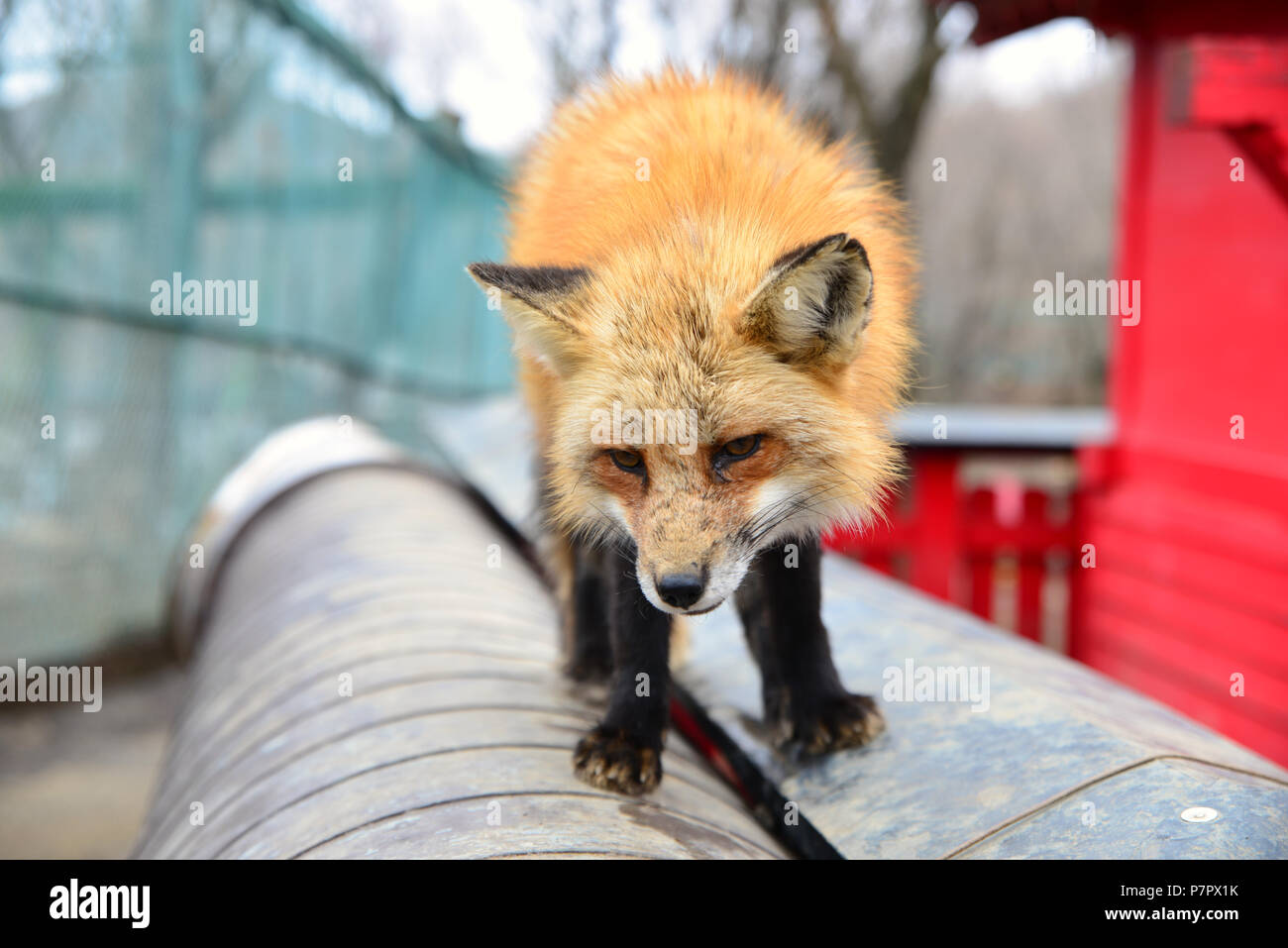 Little fox Stock Photo