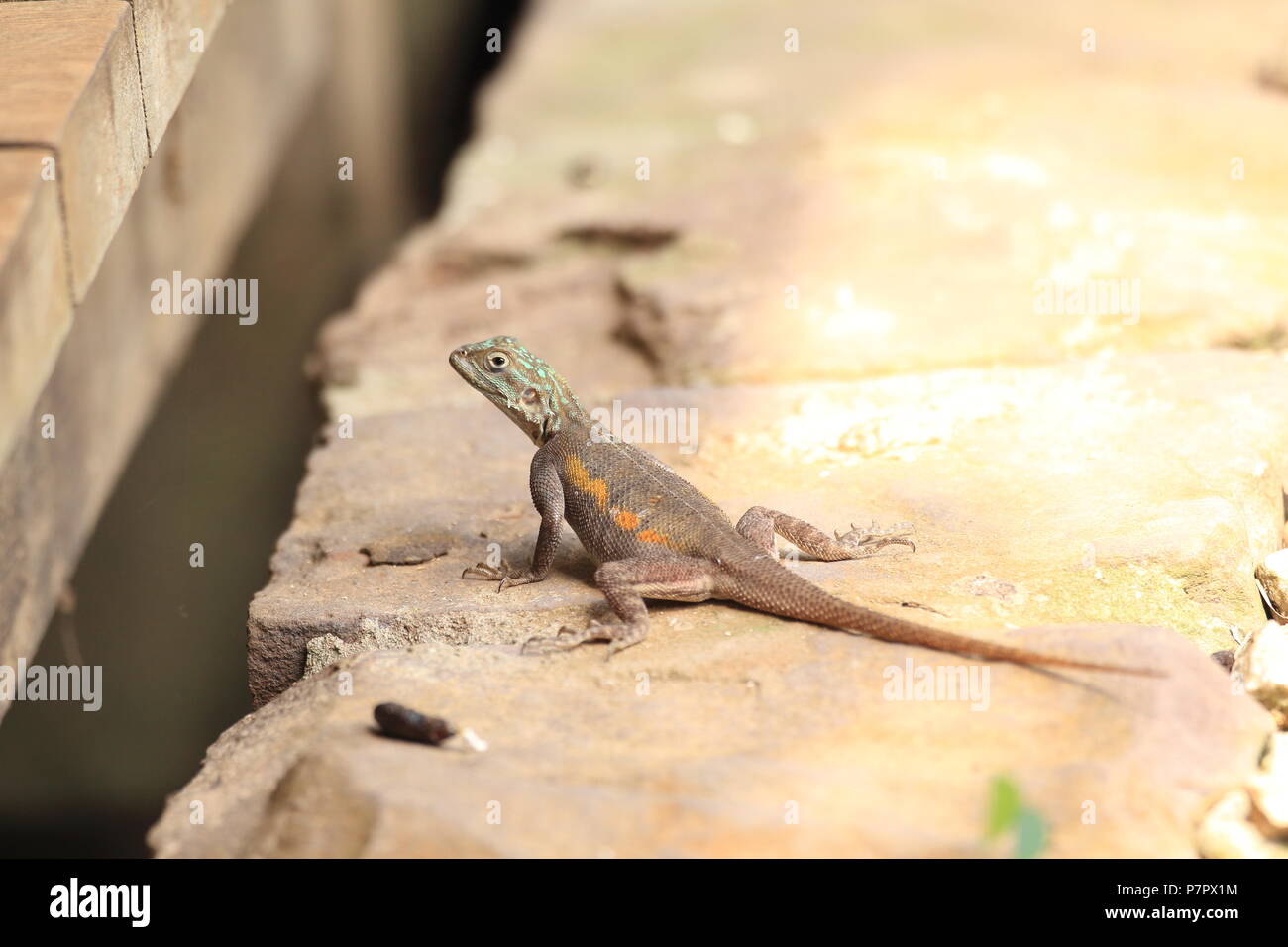 The common agama, red-headed rock agama, or rainbow agama (Agama agama ...