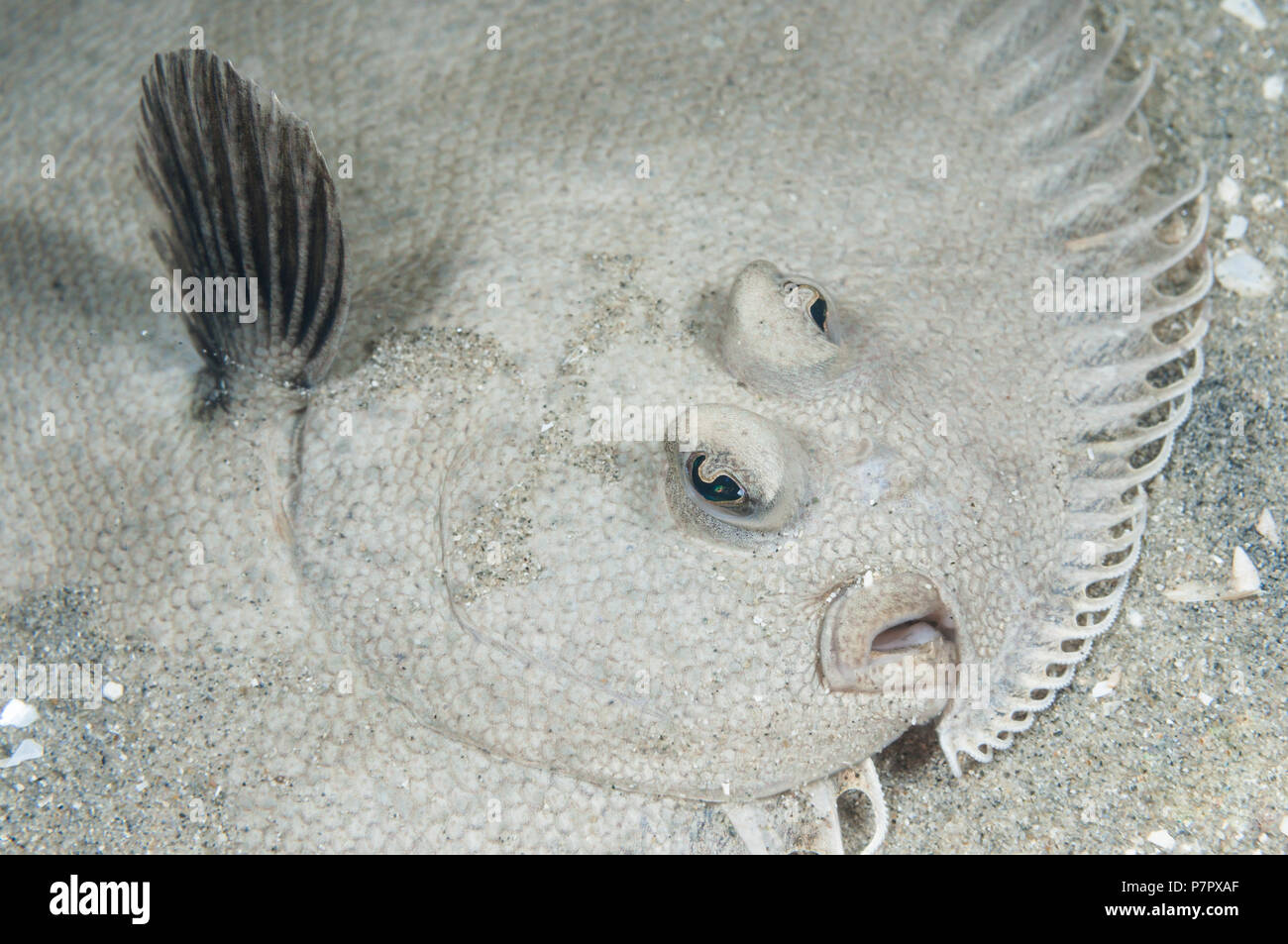 Right eyed flounder hires stock photography and images Alamy