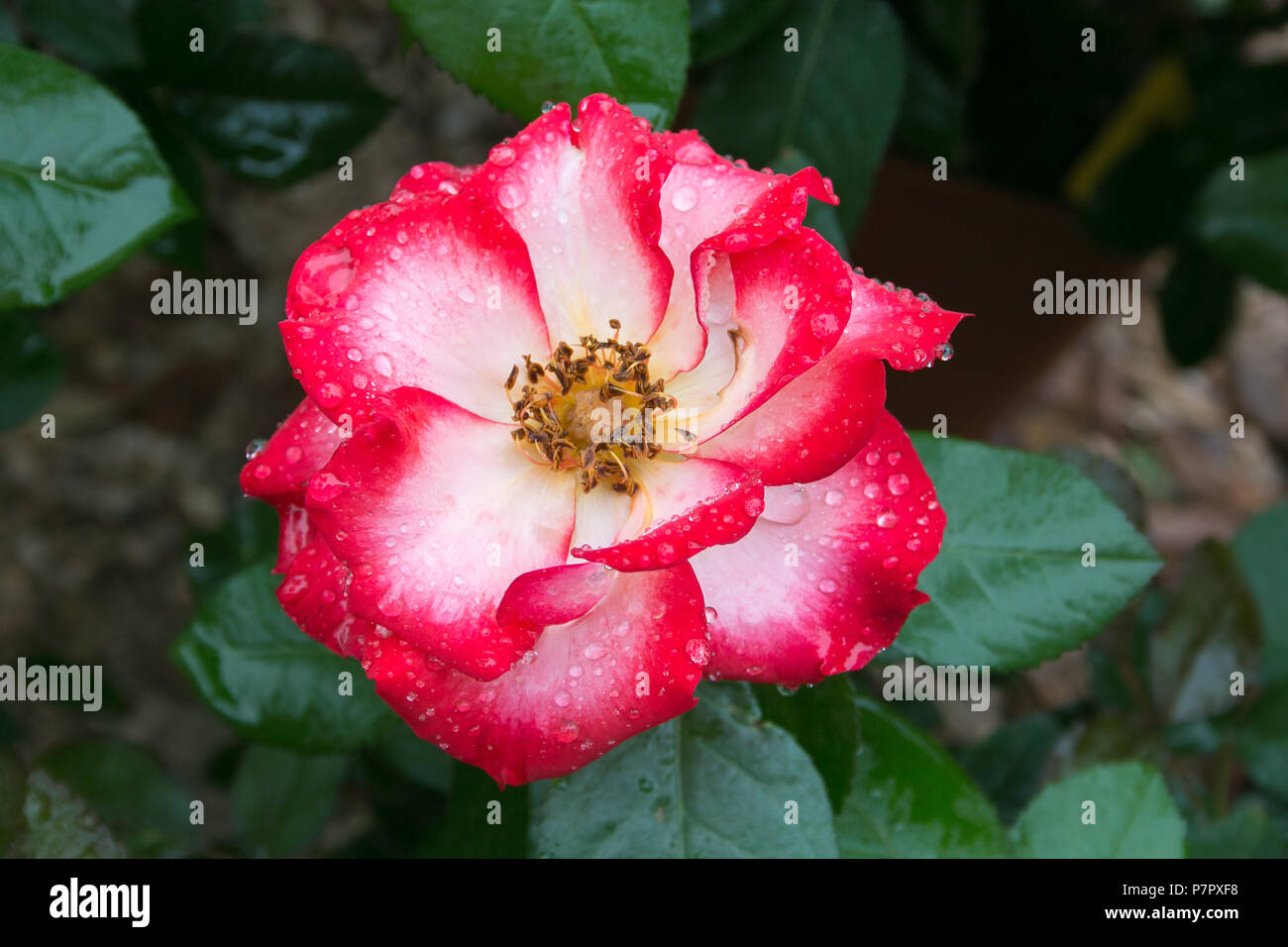 Beautiful Love Wallpaper