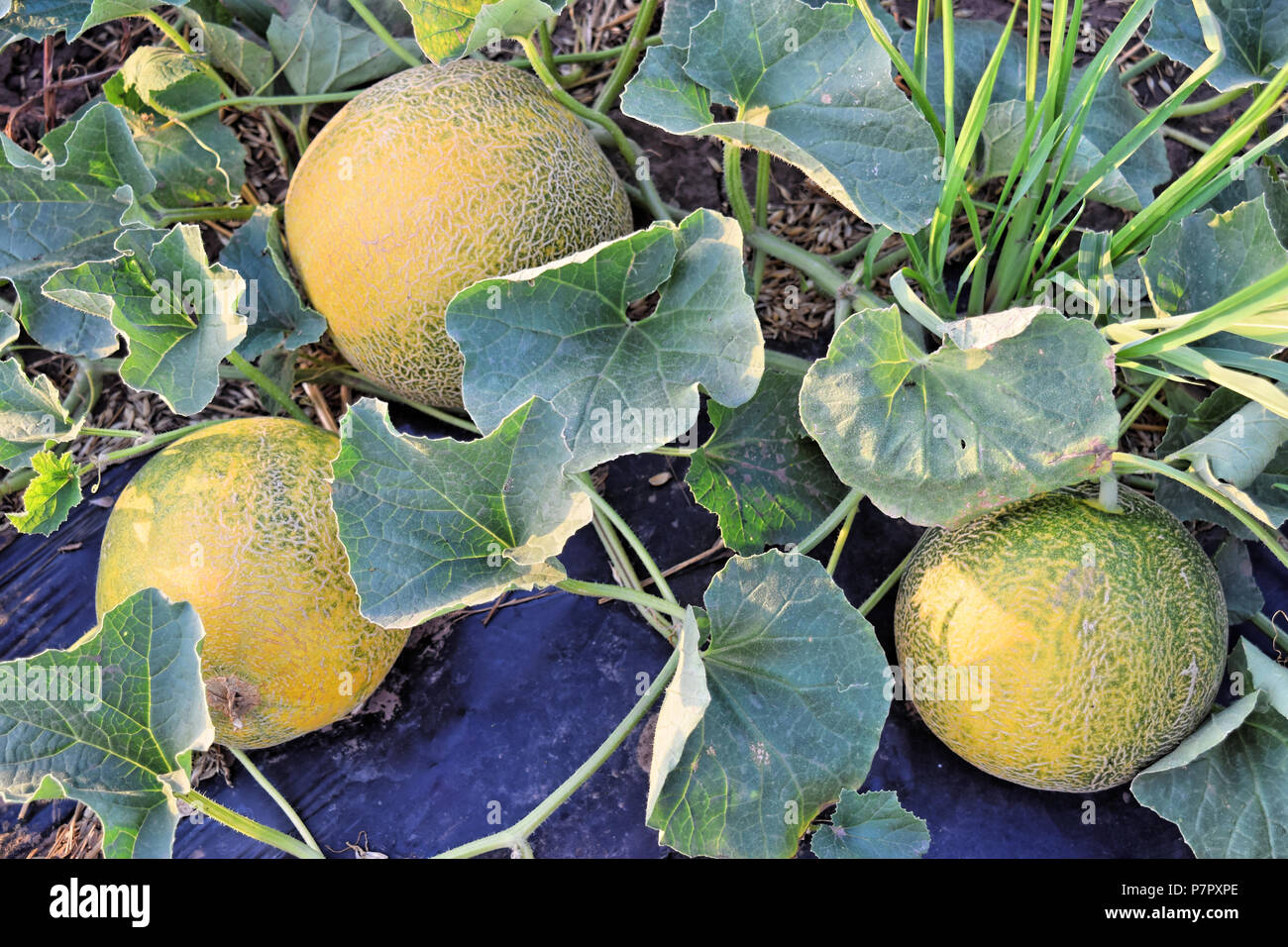 Rock Melon Farm High Resolution Stock Photography and Images - Alamy
