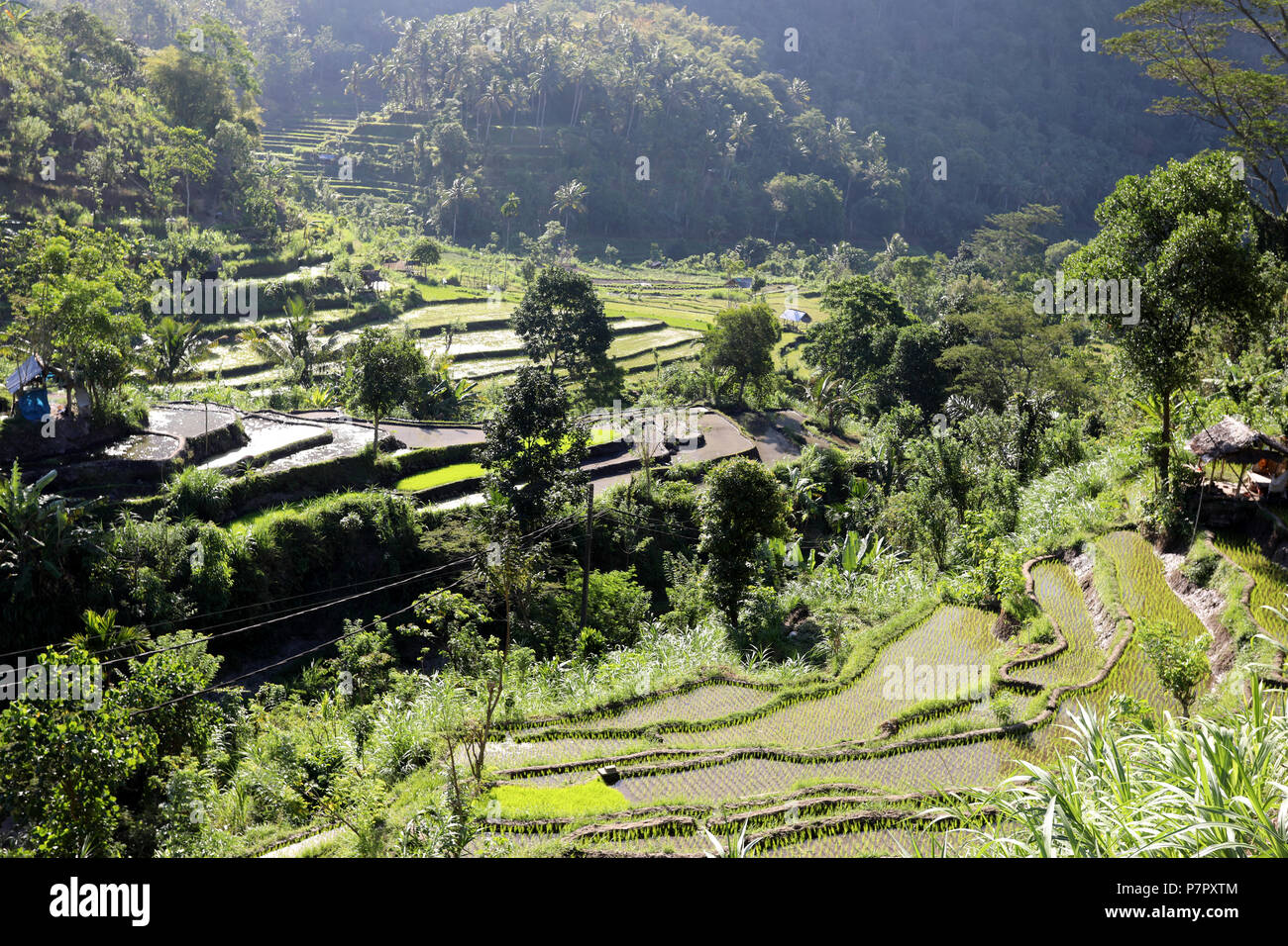 Amed, Indonesia – July 2 2018: Rice fields near to the town of Amed, in the east of the island of Bali. Stock Photo