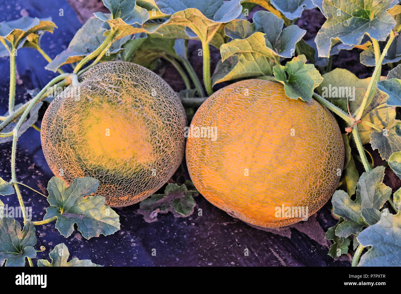 Rockmelon plant hi-res stock photography and images - Alamy