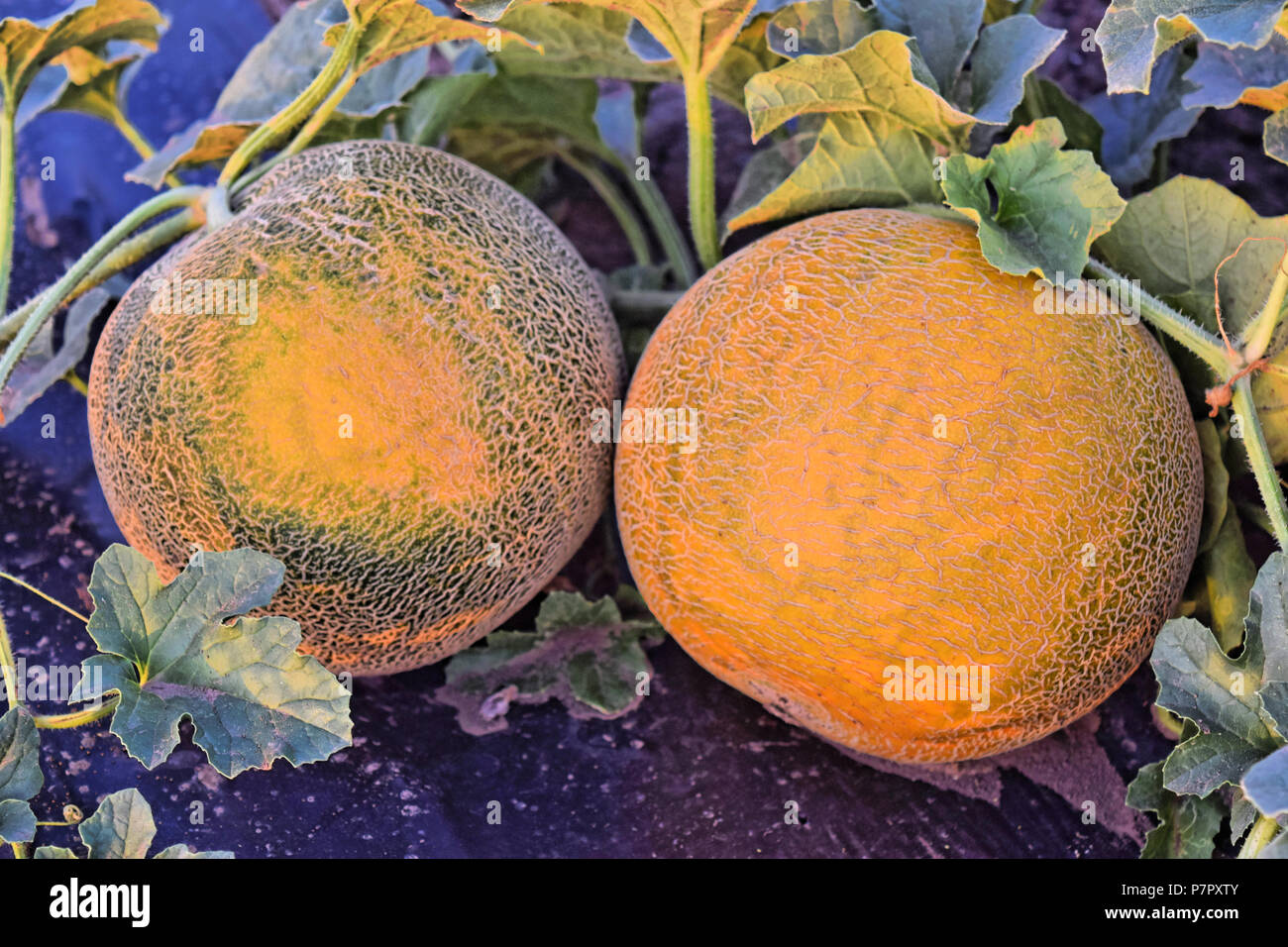 Rock Melon Farm High Resolution Stock Photography and Images - Alamy