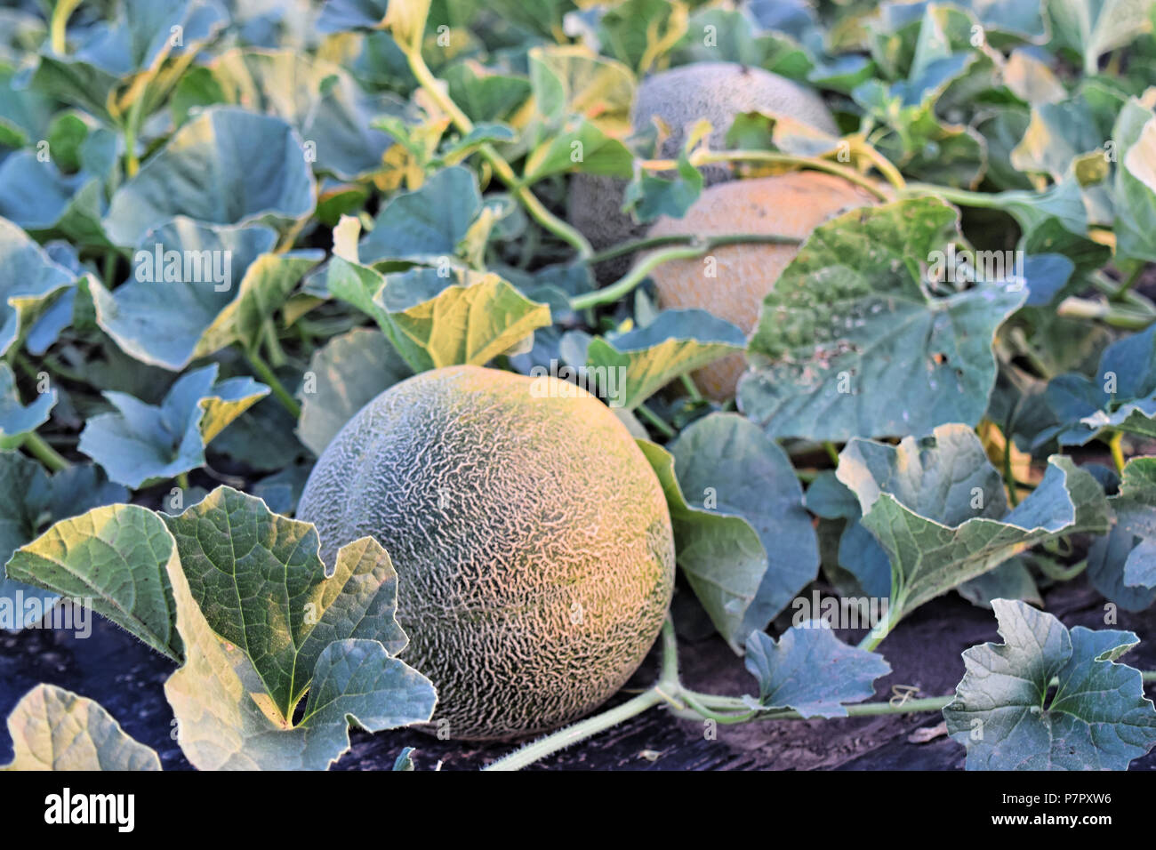 Rckmelon Rockmelon plant hi-res stock photography and images - Alamy