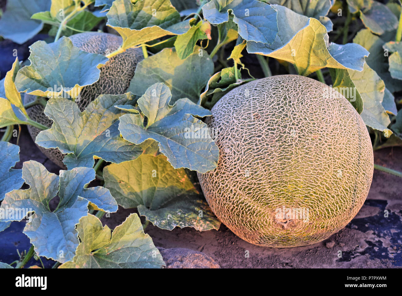 Rock Melon Farm High Resolution Stock Photography and Images - Alamy