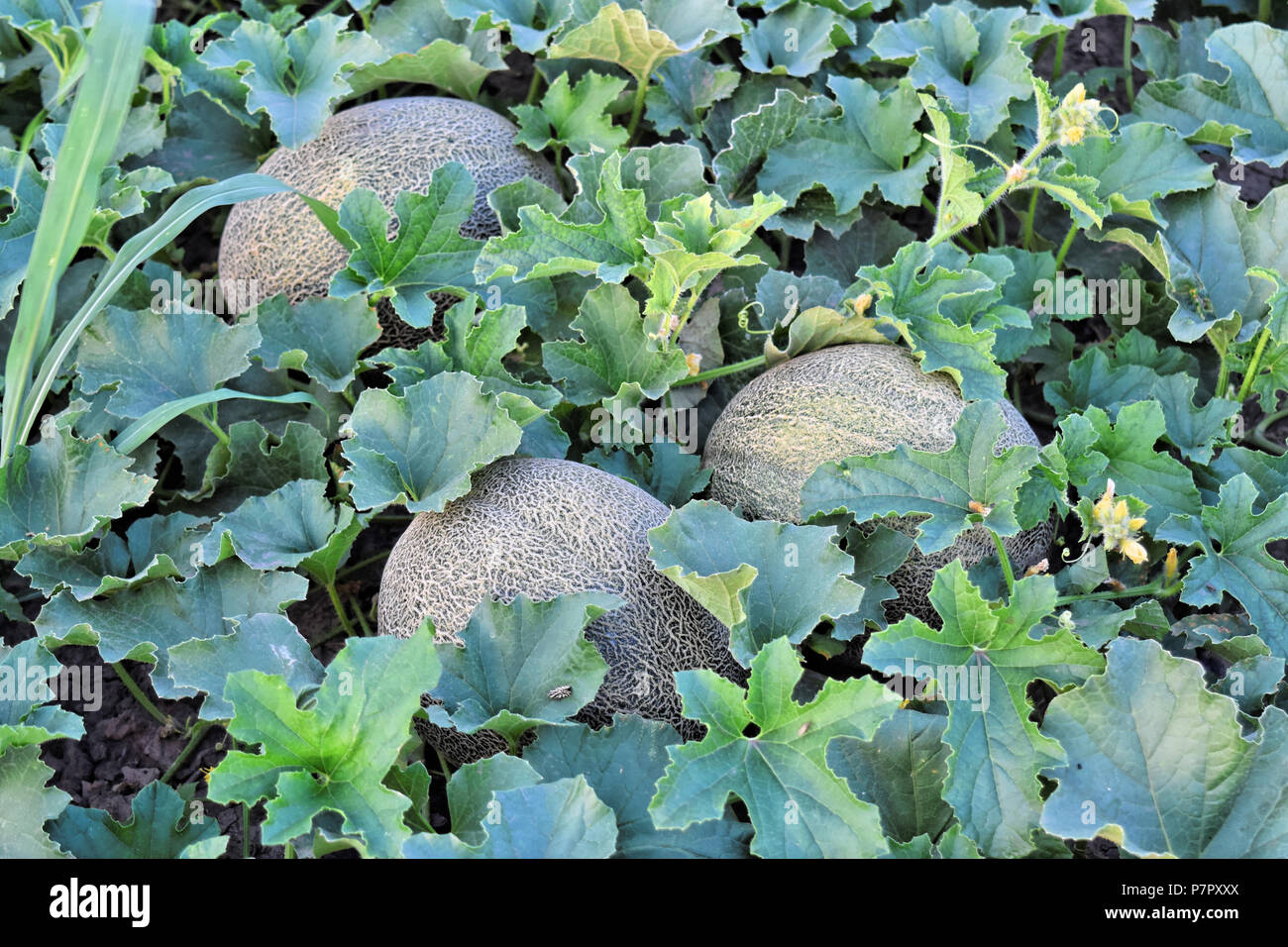 Rock melon farm hi-res stock photography and images - Alamy