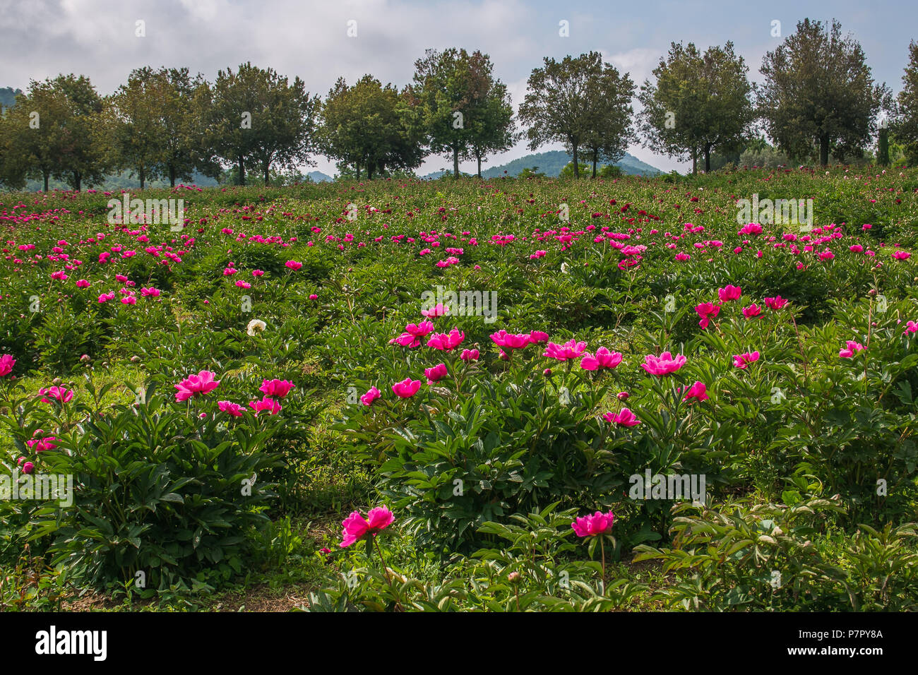 Peony Hill High Resolution Stock Photography And Images Alamy