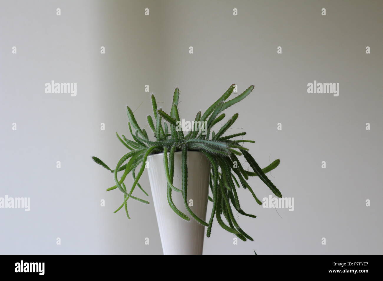 Gorgeous plant close-up, cactus who looks like medusa Stock Photo - Alamy