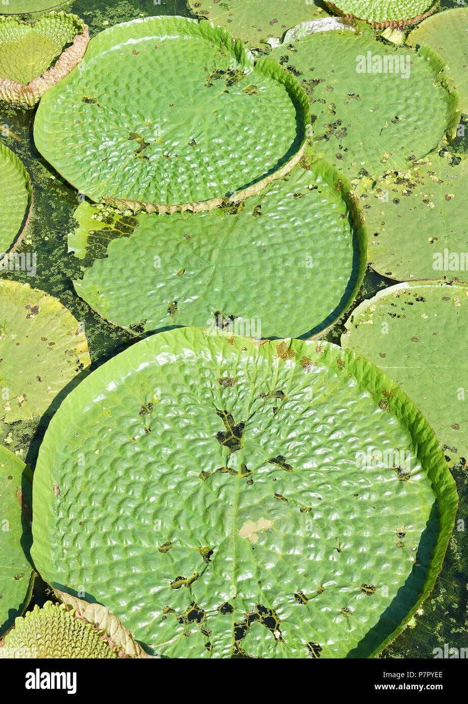 Huge floating lotus,Giant Amazon water lily,Victoria amazonia Stock