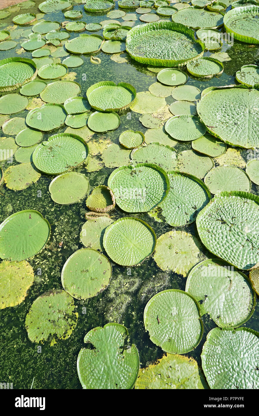 Huge floating lotus,Giant Amazon water lily,Victoria amazonia Stock