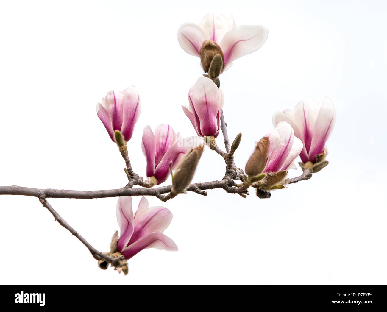 Pink magnolia flowers isolated on white background Stock Photo - Alamy