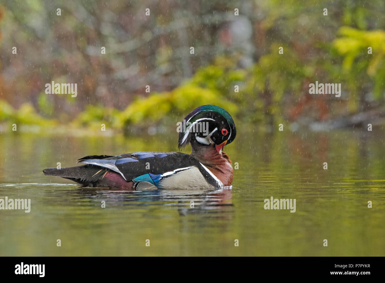 Wood Duck (Aix sponsa). Male in breeding plumage in rainstorm. Acadia