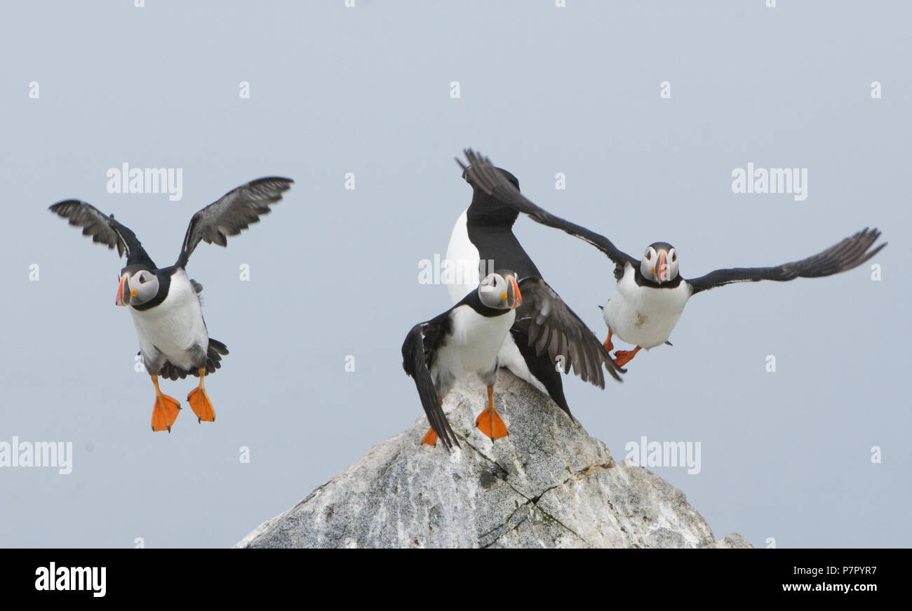 Puffins in flight Stock Photo