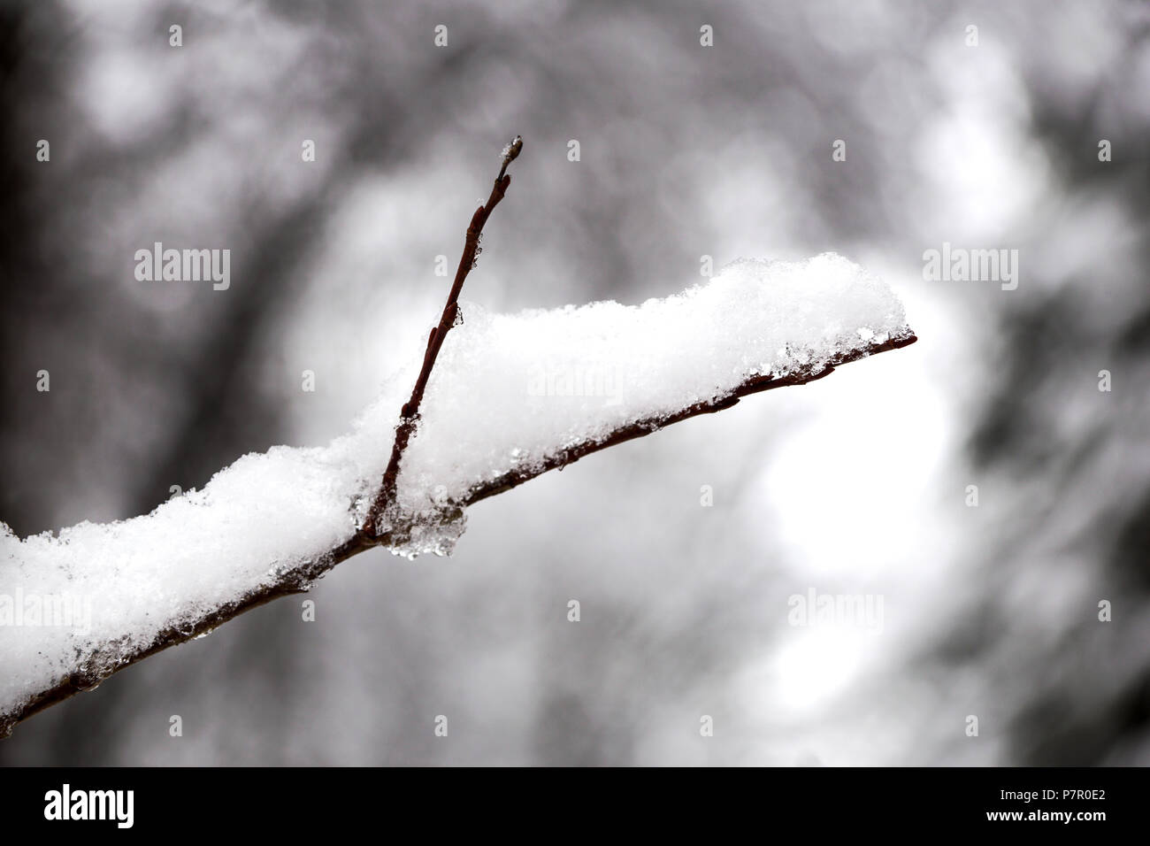 Branches of pine tree with snow Stock Photo - Alamy