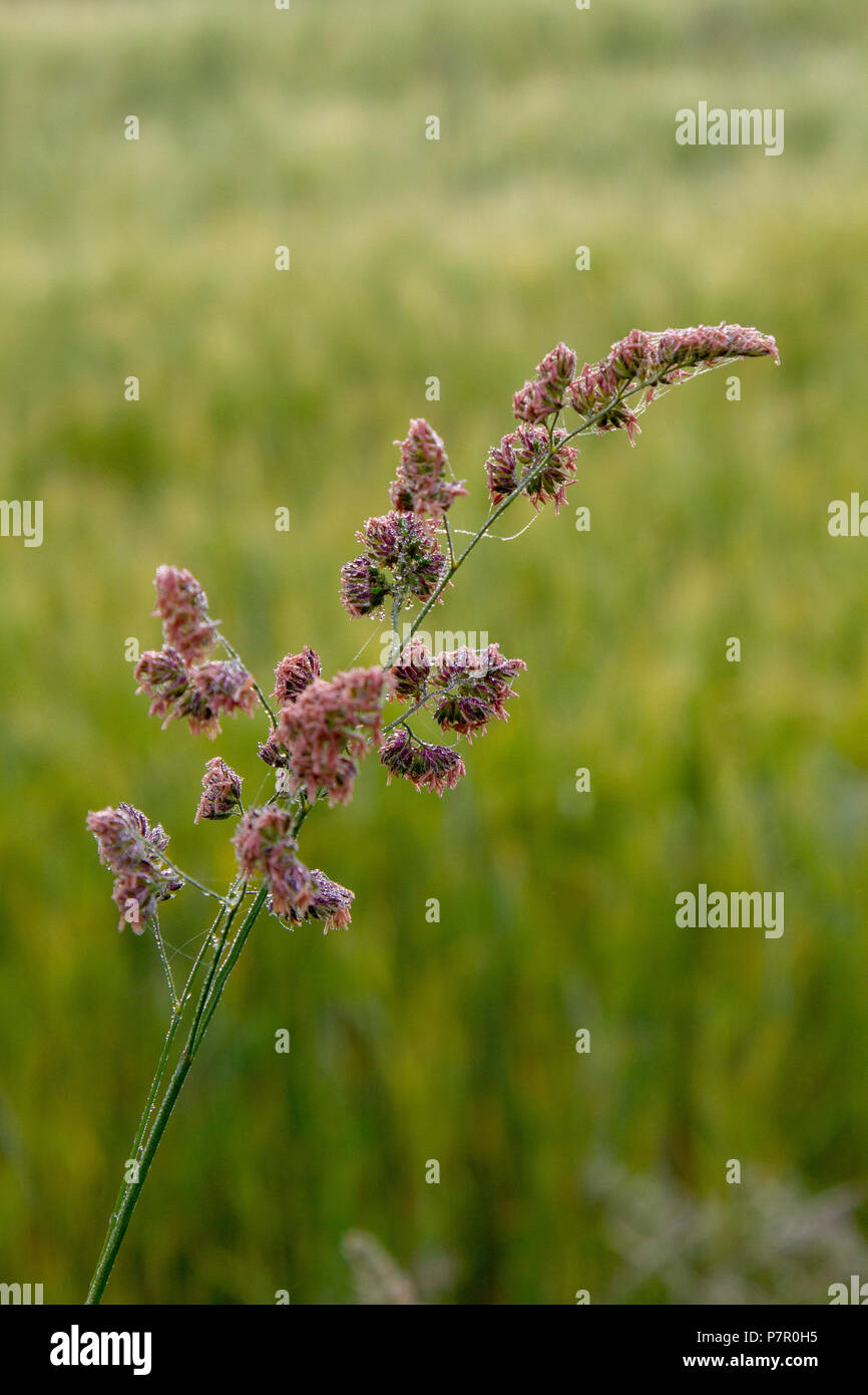 Grass seed hi res stock photography and images Alamy