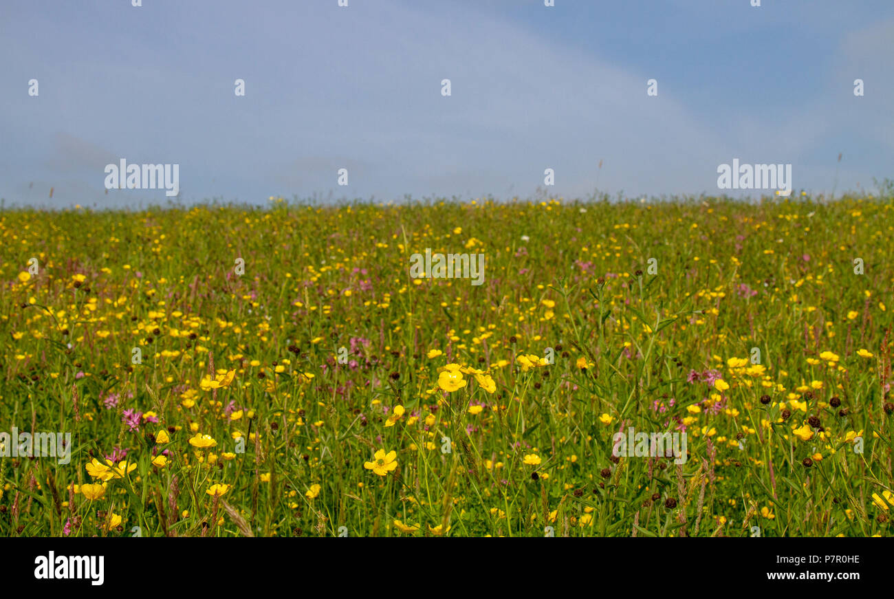 English wildflower meadow hi-res stock photography and images - Alamy