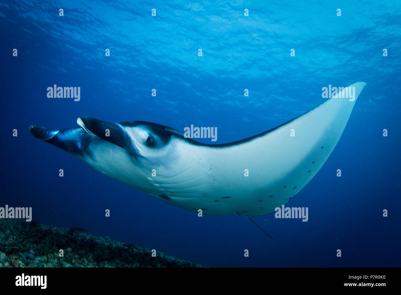 A Manta ray, Manta alfredi or Reef manta swimming over the reef in Komodo national park, Indonesia. Stock Photo