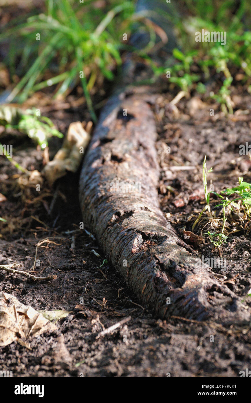Tree root with interesting patterns Stock Photo - Alamy