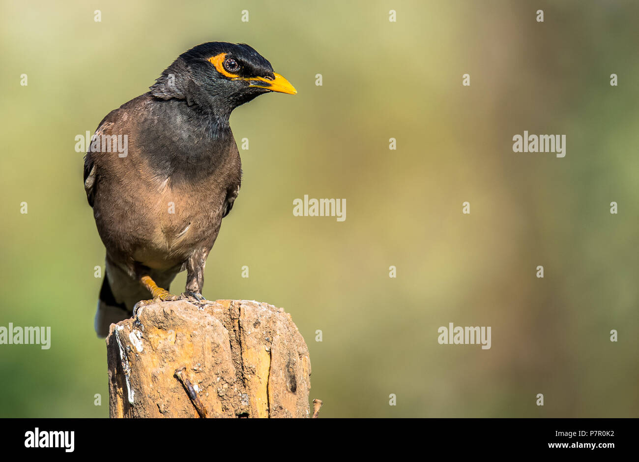 Common Myna in High Detail Stock Photo