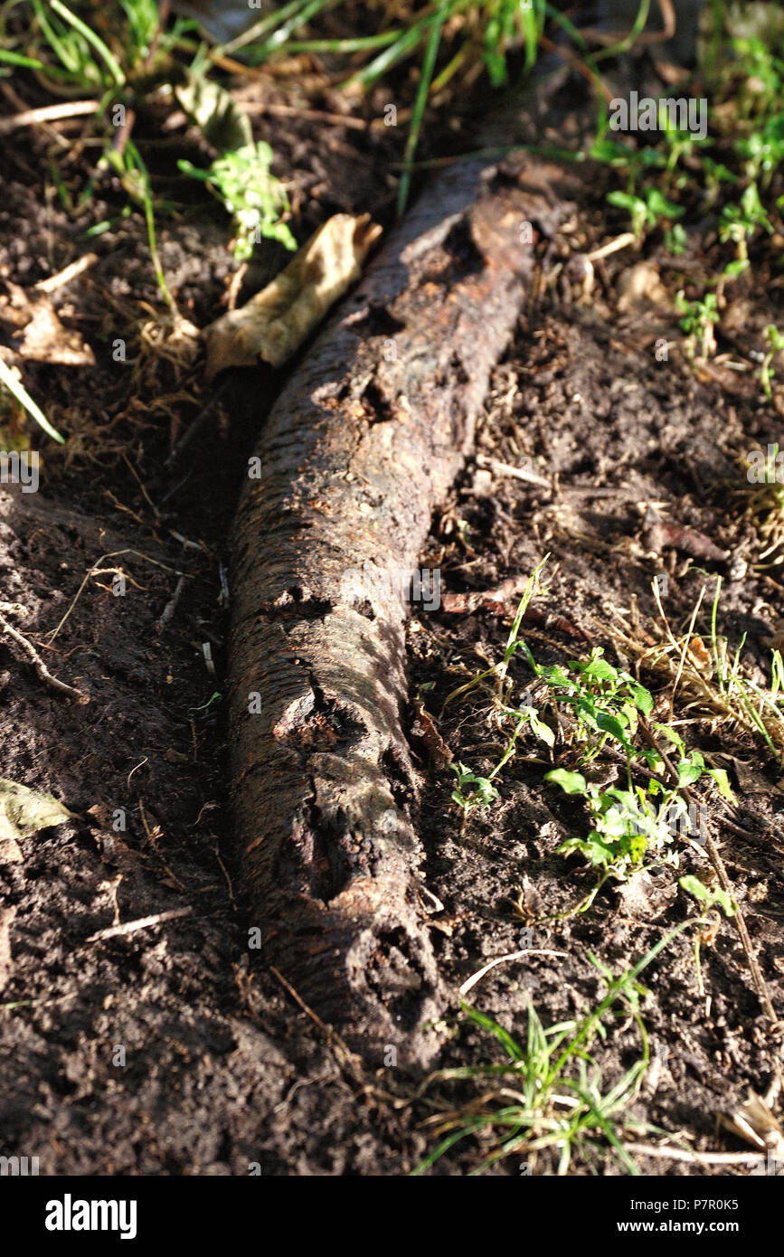 Tree root with interesting patterns Stock Photo - Alamy