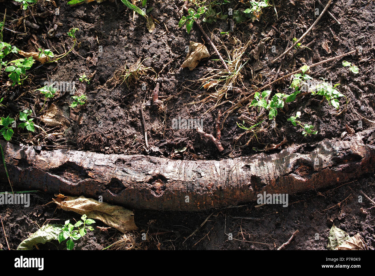 Tree root patterns hi-res stock photography and images - Alamy
