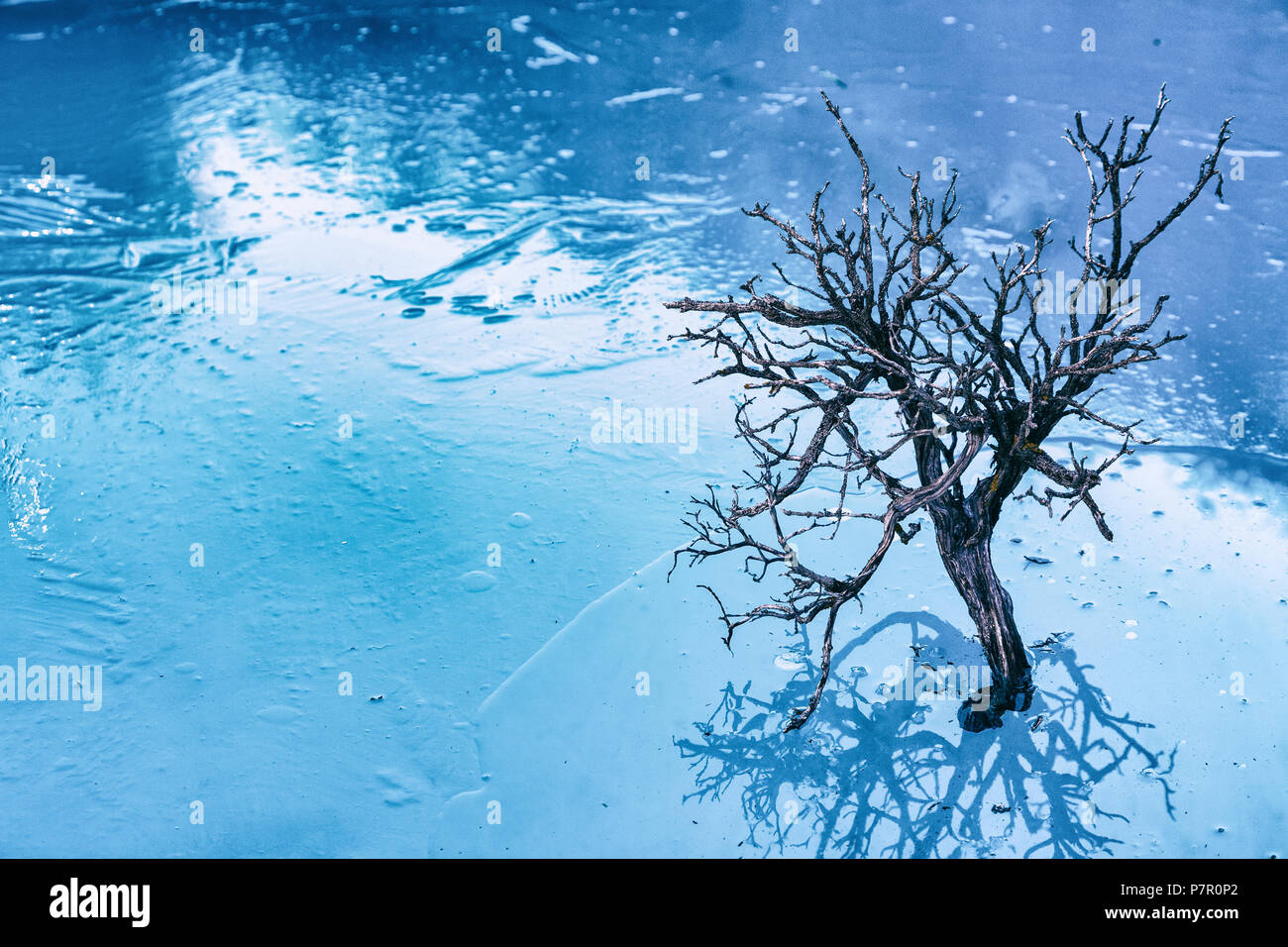 Tree on an frozen lake Stock Photo
