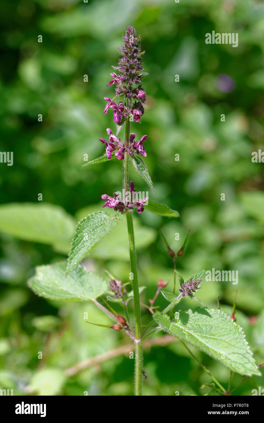Hedge Woundwort - Stachys sylvatica Common woodland wildflower Stock Photo