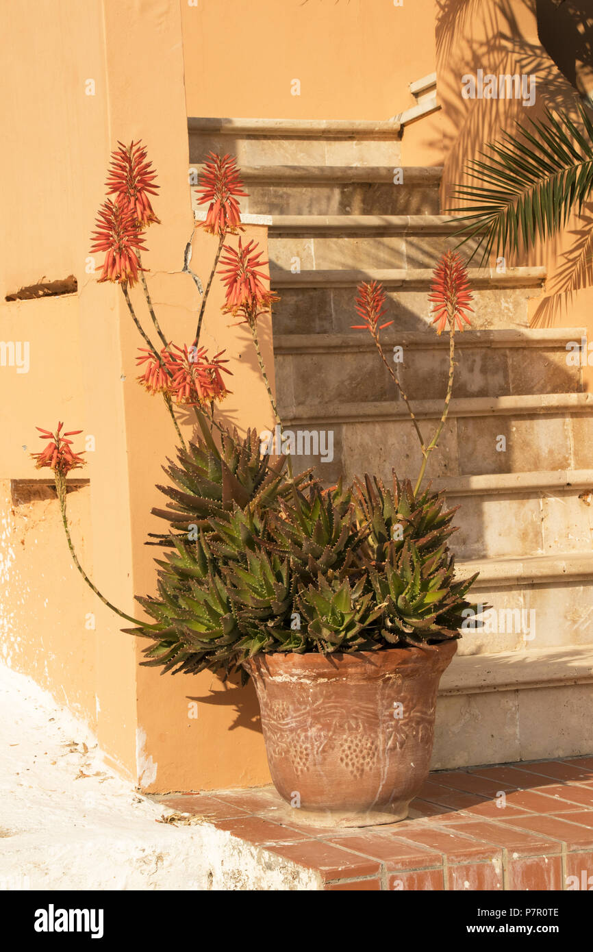 house plant watering system Automatic Self Watering System Plant Water Drip Irrigation Garden Tool