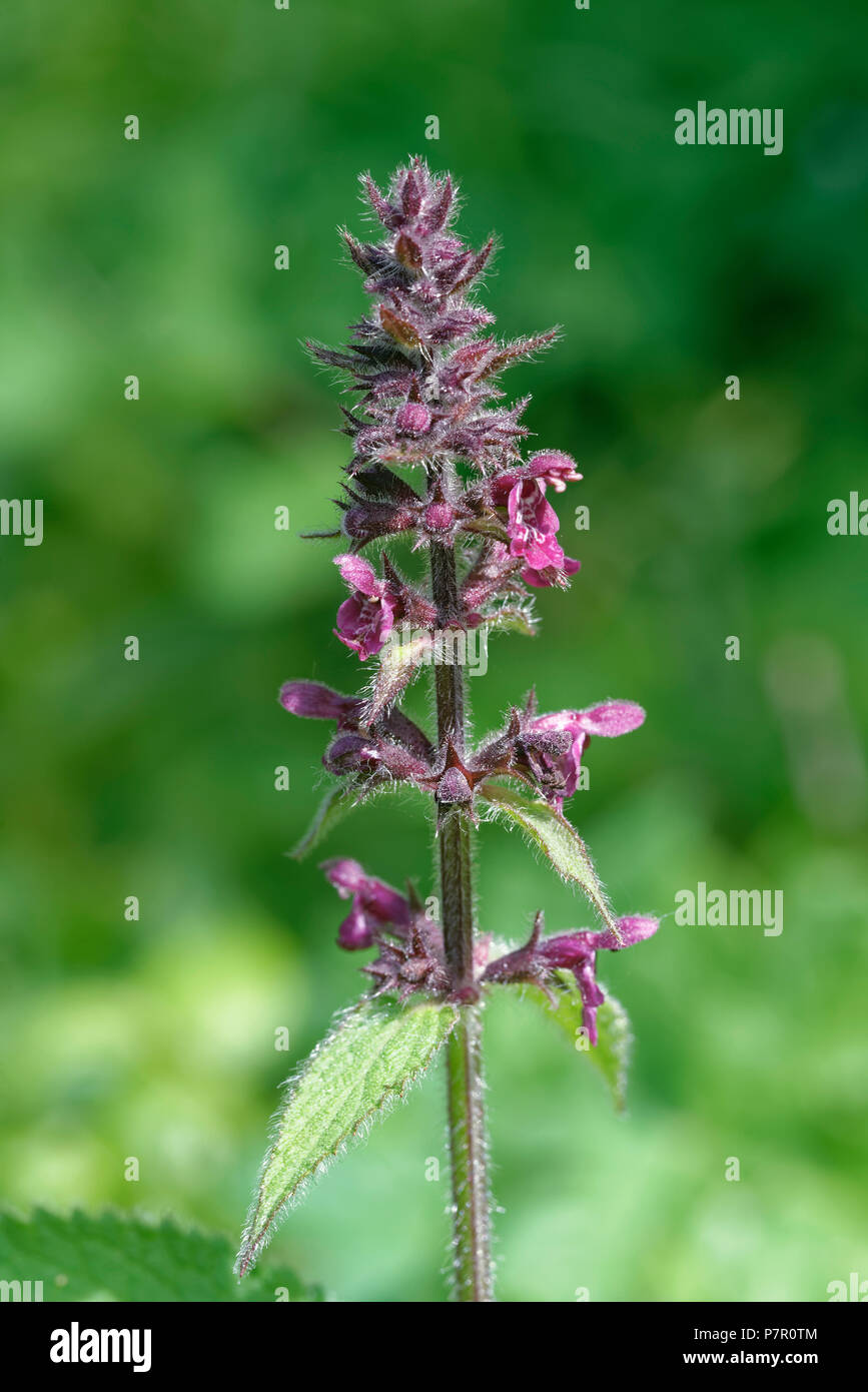 Hedge Woundwort - Stachys sylvatica Common woodland wildflower Stock Photo