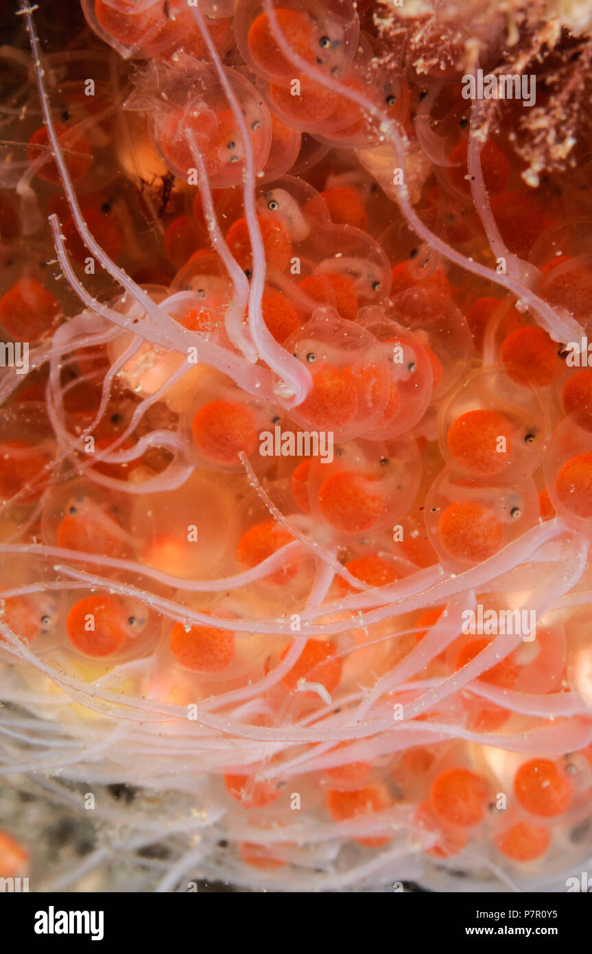 Tasselled Anglerfish eggs maturing Stock Photo