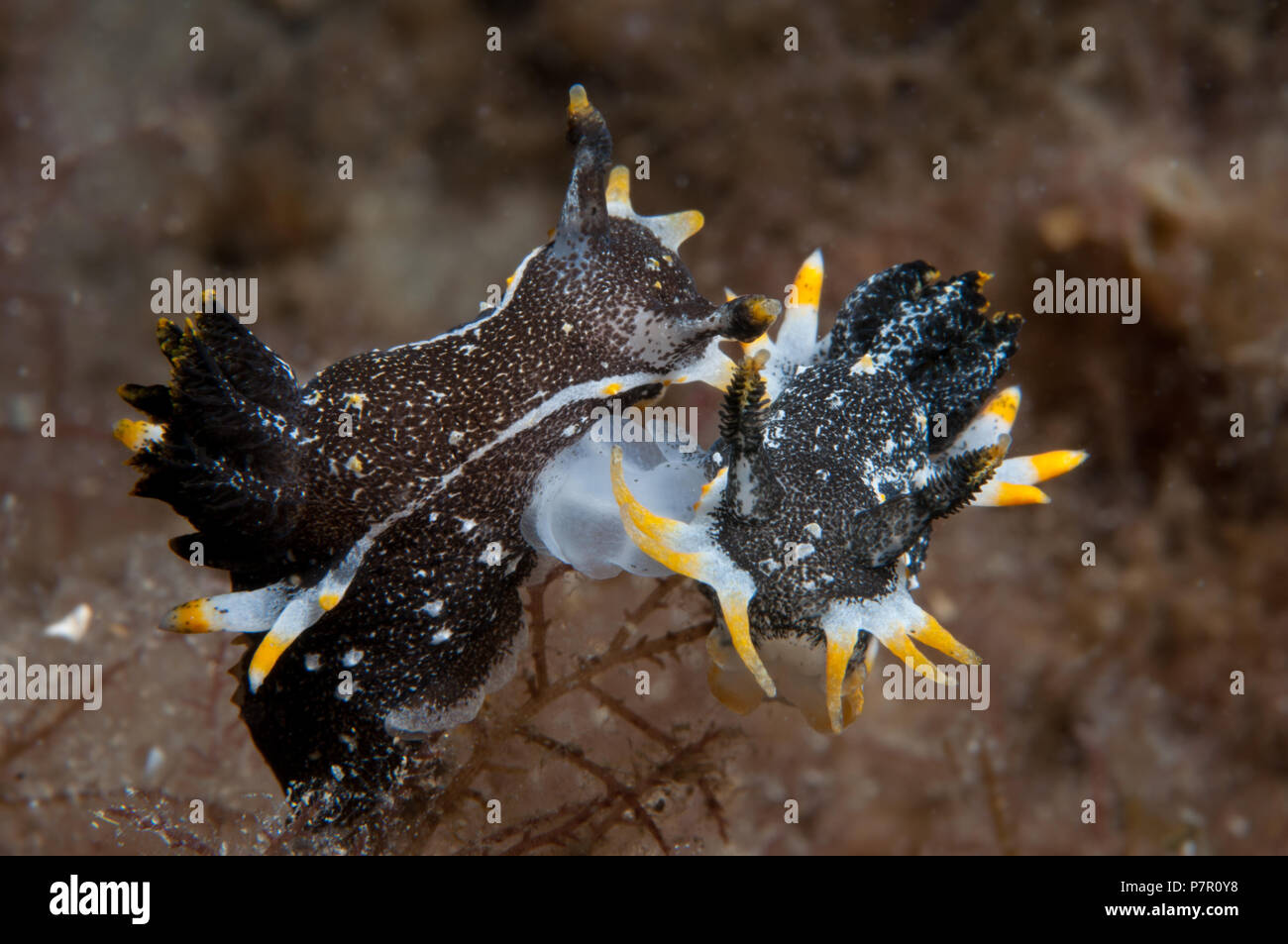 Mating pair of Hedgpeth's Polycera Stock Photo