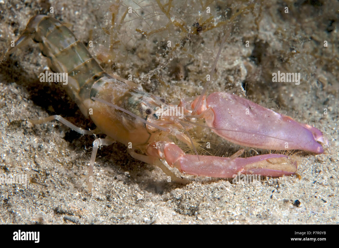Pistol Shrimp Stock Photo