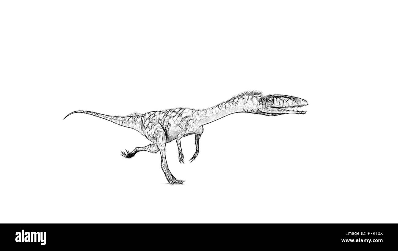 Coelophysis Black And White Stock Photos Images Alamy