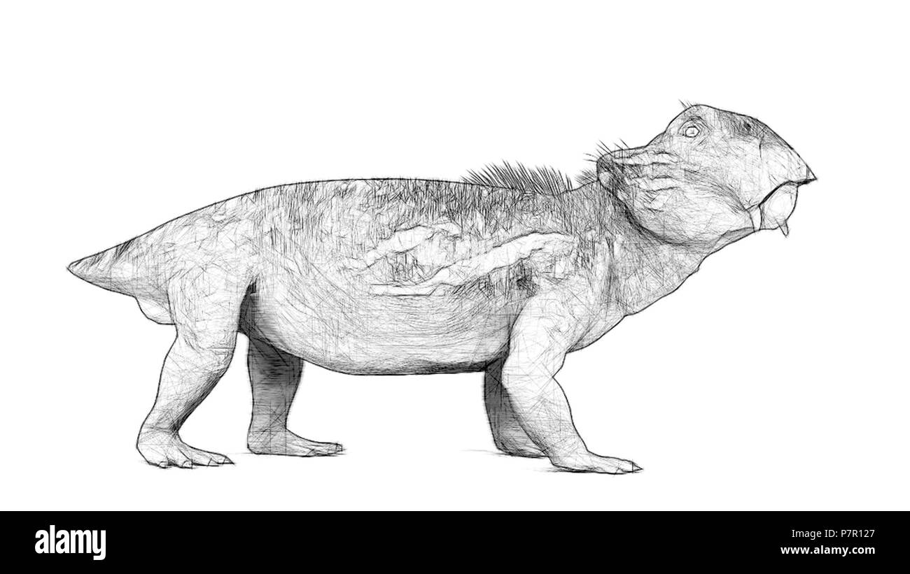 Extinct Black And White Stock Photos Images Alamy