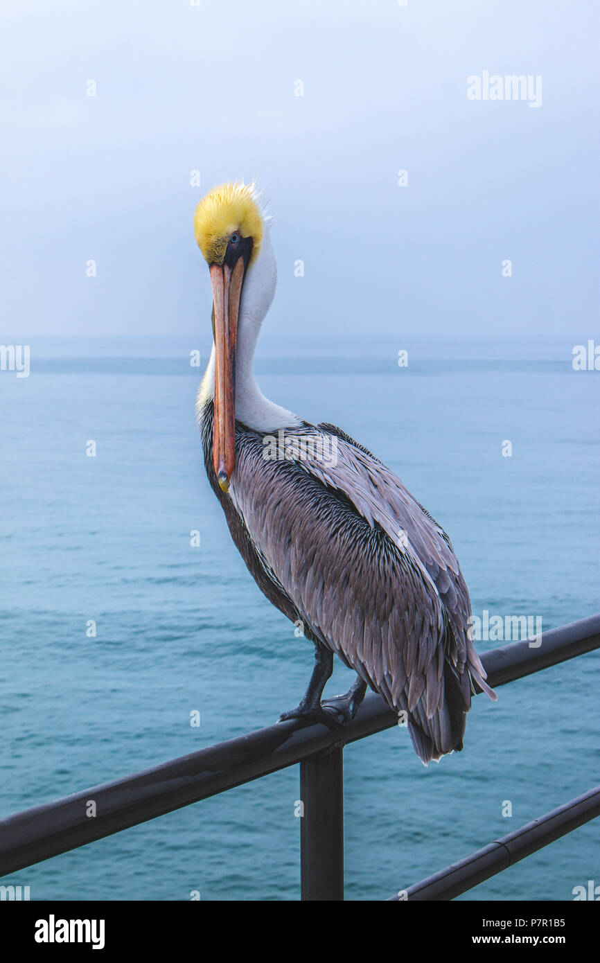 Pelican in Huntington Beach that was posing on the pier as I was waking by to see this magnificent bird. Stock Photo