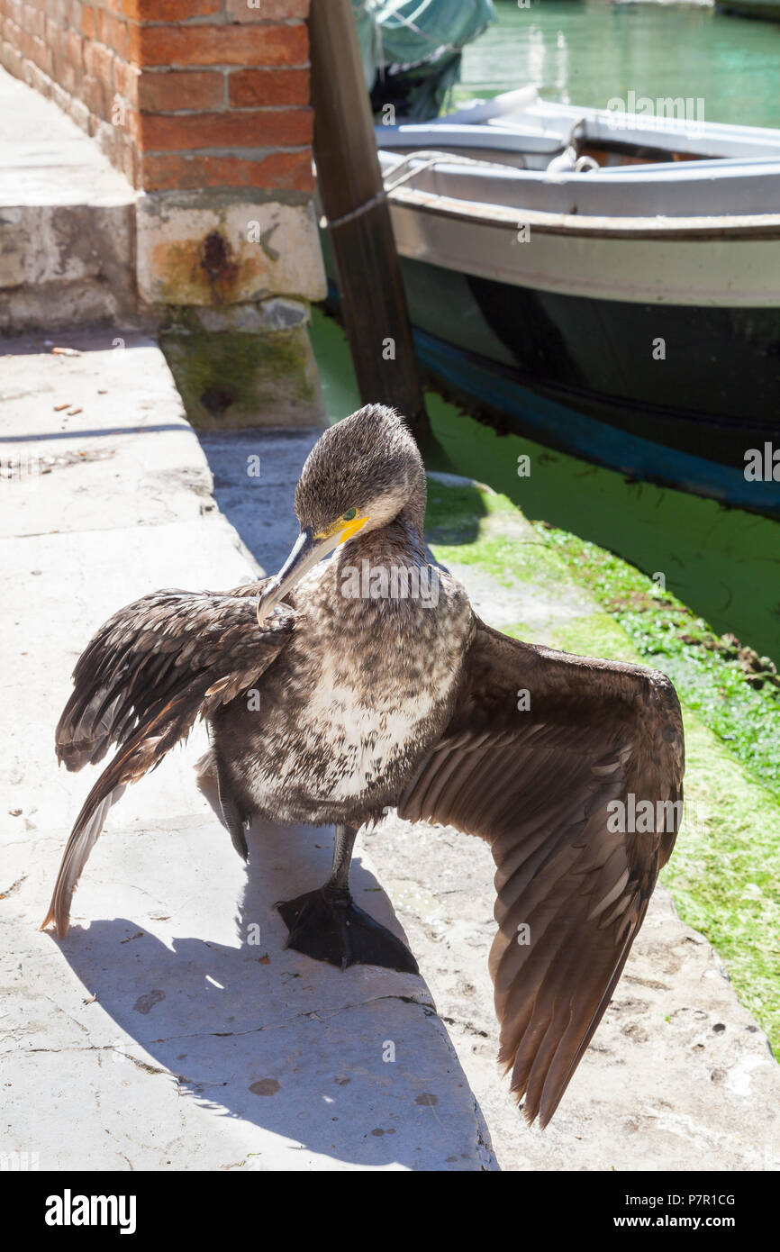 Great Cormorant (Phalacrocorax carbo), juvenile drying its wings alongside a canal in Venice, Italy. Phalacrocoracidae Stock Photo