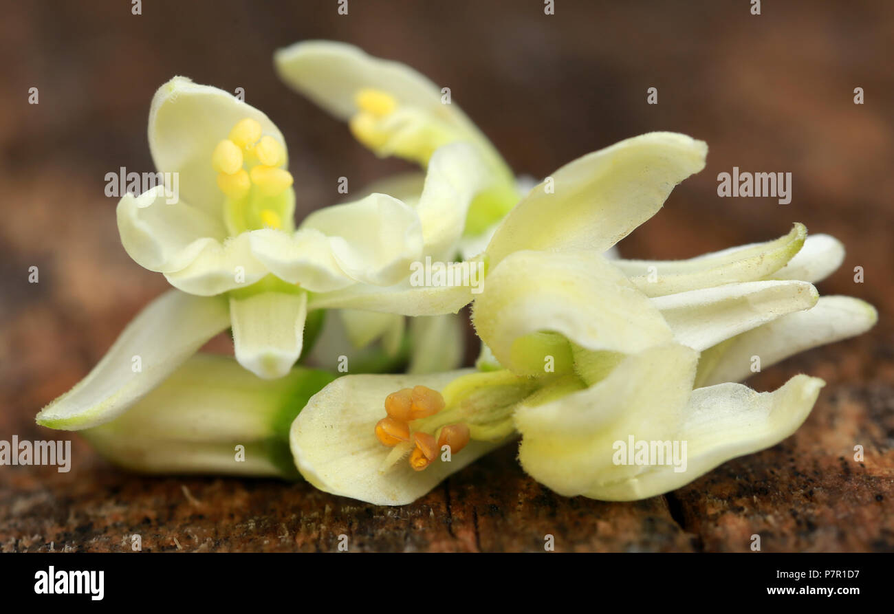 Edible moringa flowers in timber surface Stock Photo Alamy