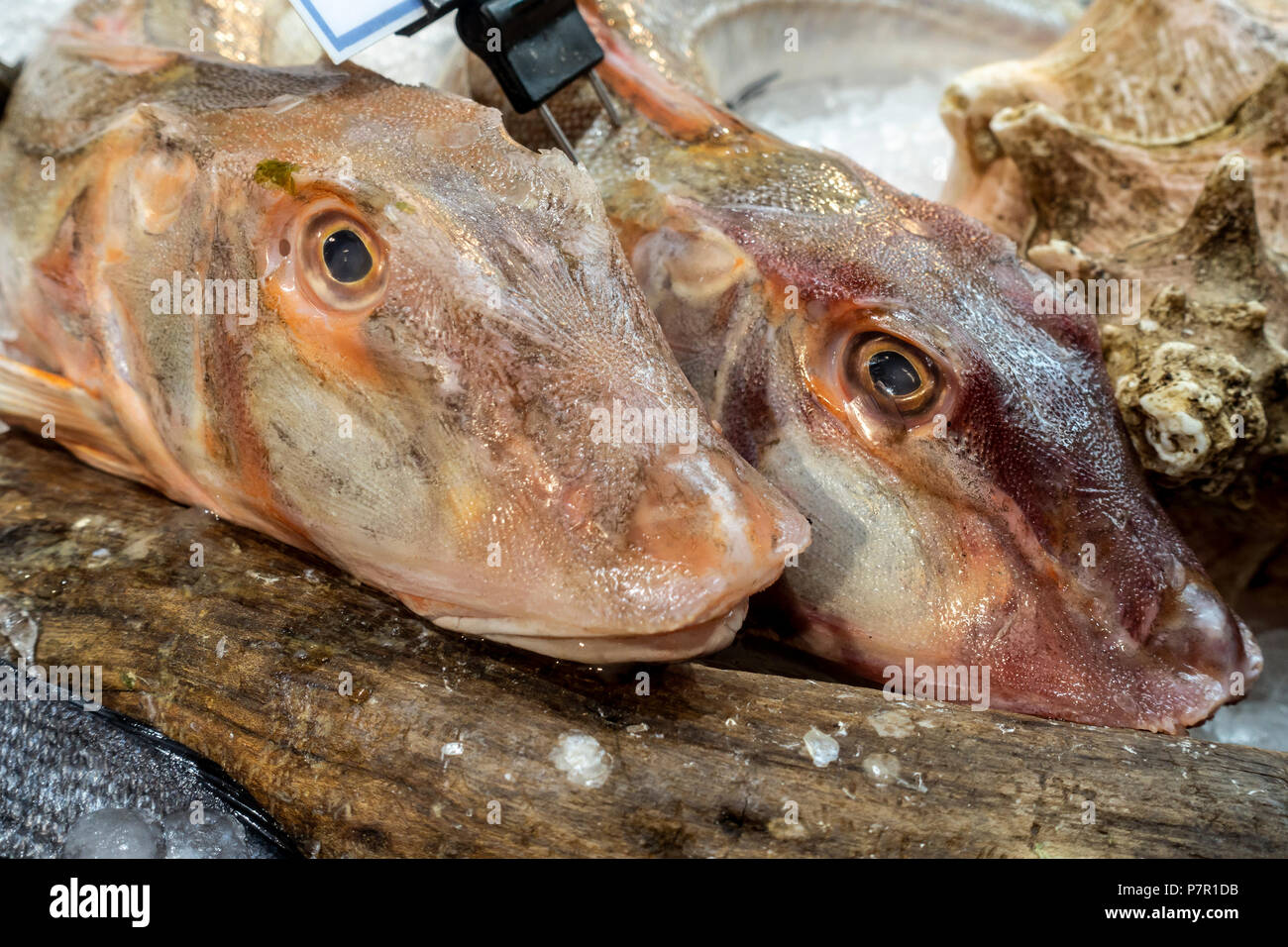 Two Gurnard fish heads (used for making fish stock) on sale in Borough ...