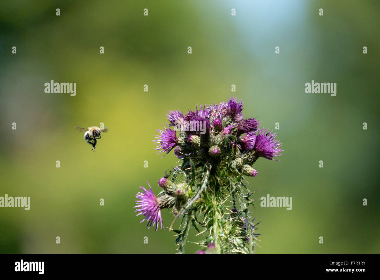 Flying Honey Bee with pollen, West Woods, Wiltshire UK Stock Photo