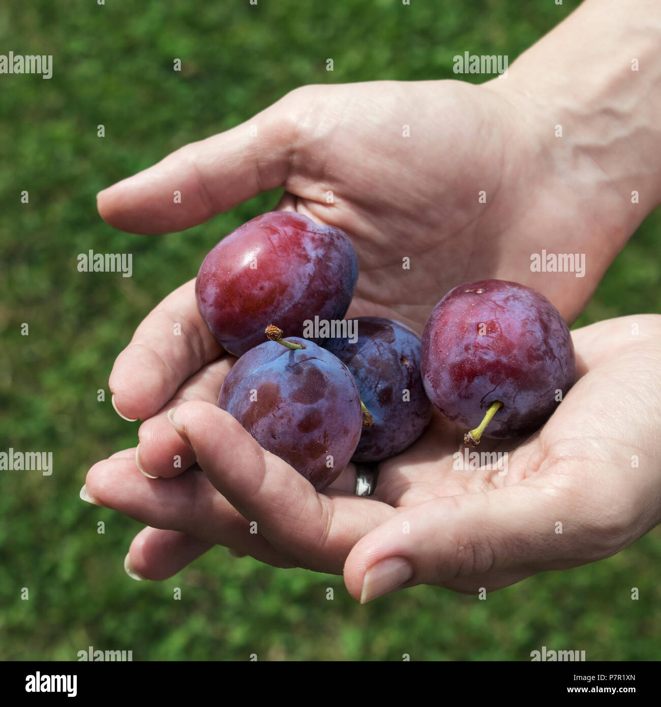 Plum harvest. Farmers hands with freshly harvested plums Stock Photo