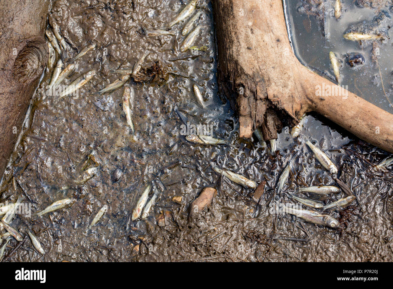 Small dead freshwater fish on the edge of a stagnant pool in a largely dried up stream in the New Forest during the heatwave of 2018. Hampshire Englan Stock Photo