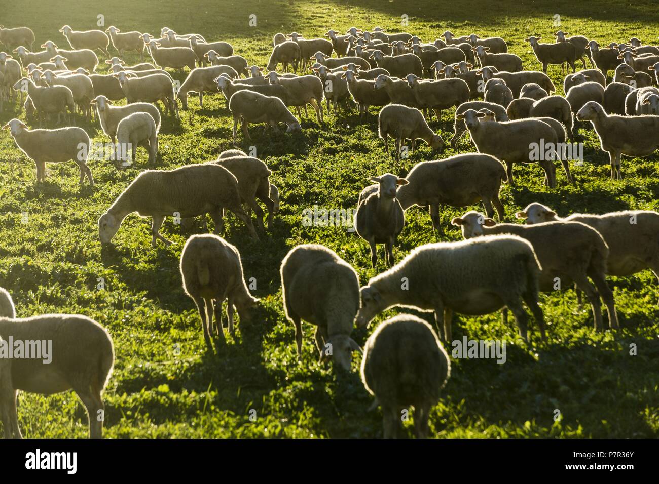 rebaño de ovejas cerca de Boltaña, Sobrarbe,Provincia de Huesca, Comunidad Autónoma de Aragón, cordillera de los Pirineos, Spain, europe. Stock Photo