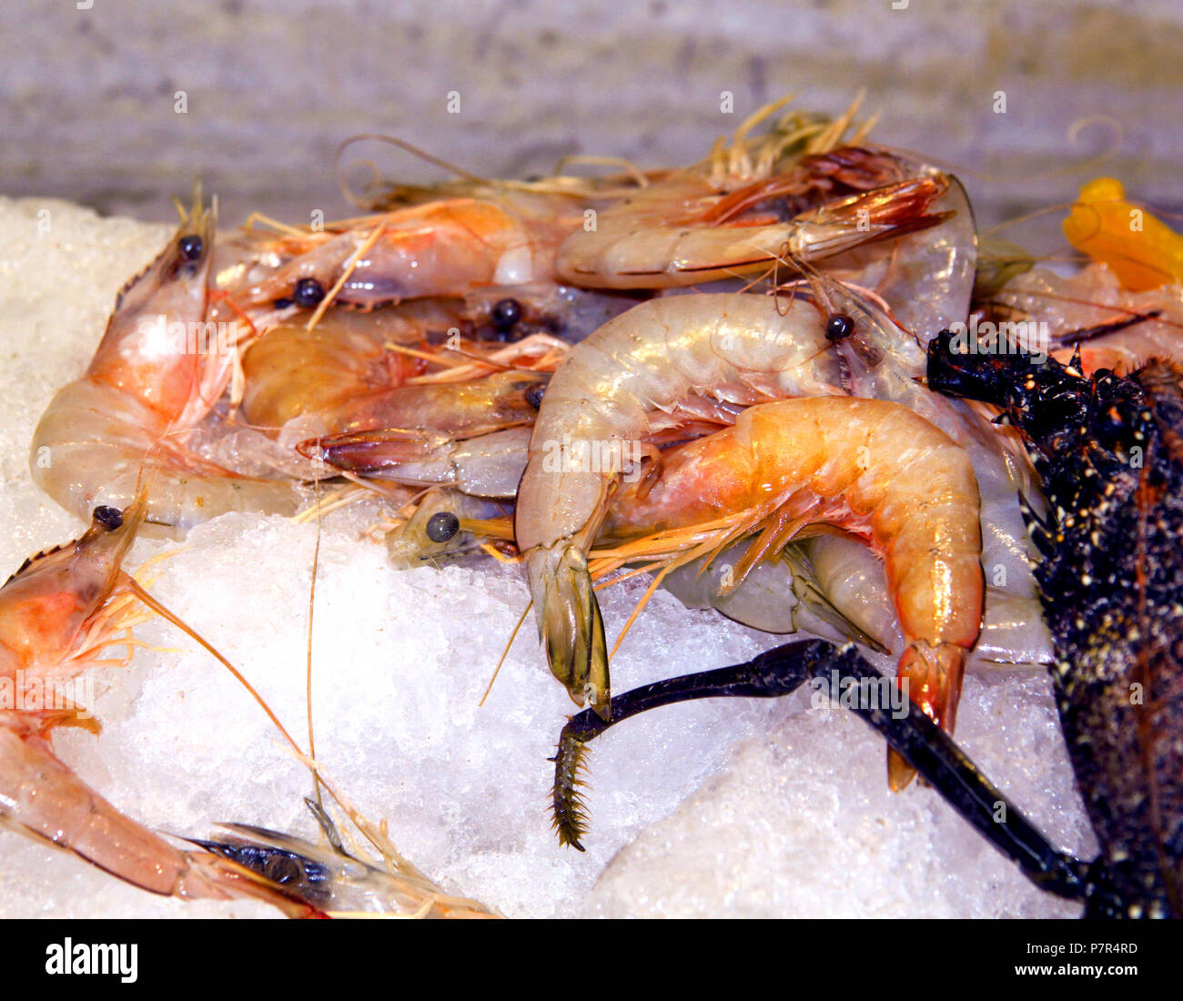 Seamless shrimp pattern hi-res stock photography and images - Alamy