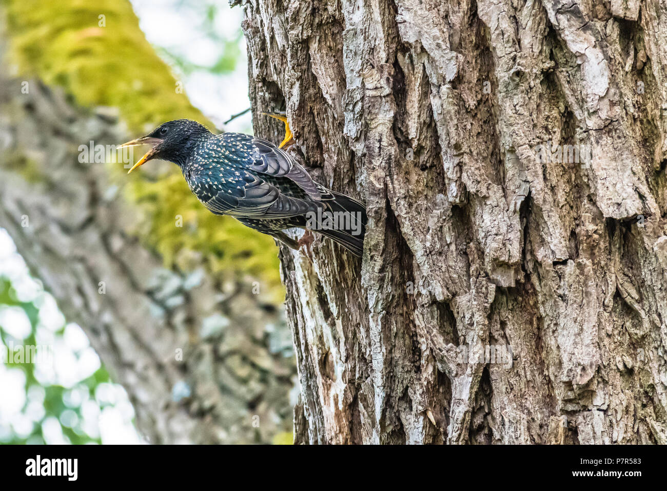 The parent of a common starling feeding a chick in a nest in a tree hole. Also known as Sturnus vulgaris or European starling. Stock Photo