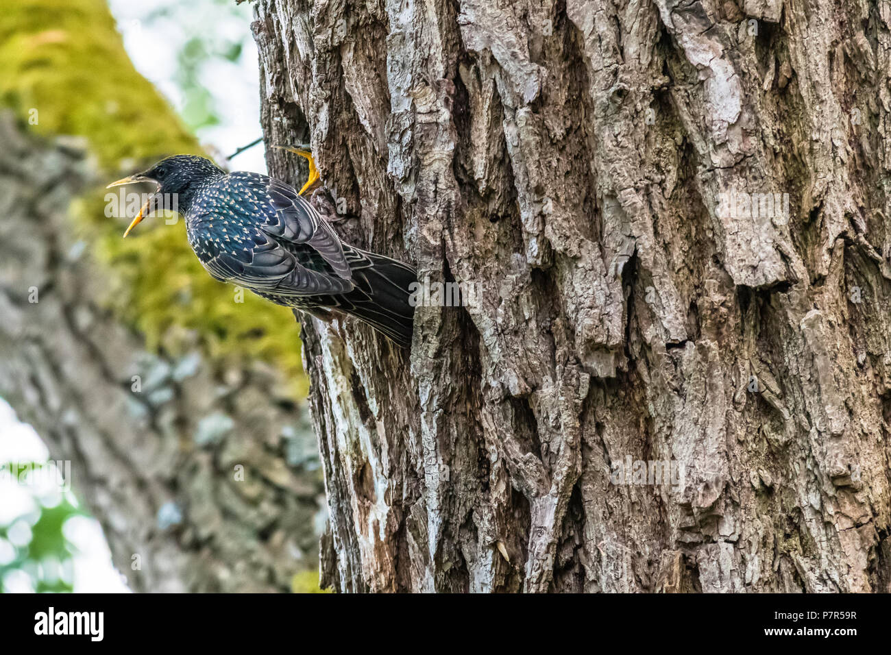 The parent of a common starling feeding a chick in a nest in a tree hole. Also known as Sturnus vulgaris or European starling. Stock Photo